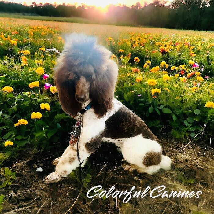 Images Colorful Canines