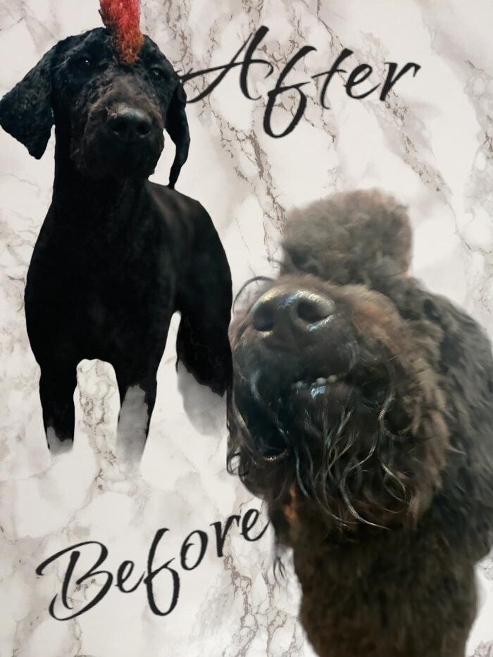 Images Colorful Canines