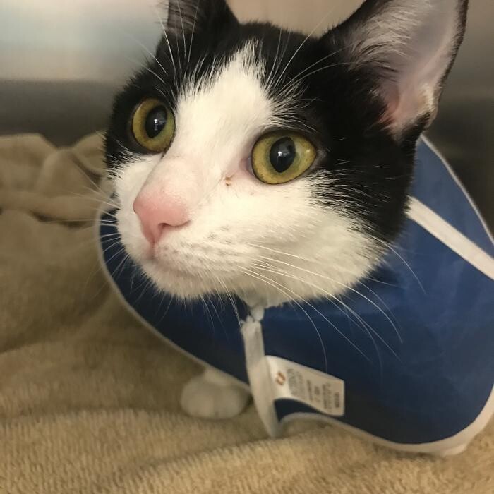 Images Palms West Veterinary Hospital - General Practice Urgent Care