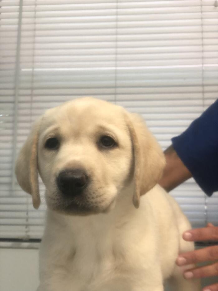 Images Palms West Veterinary Hospital - General Practice Urgent Care