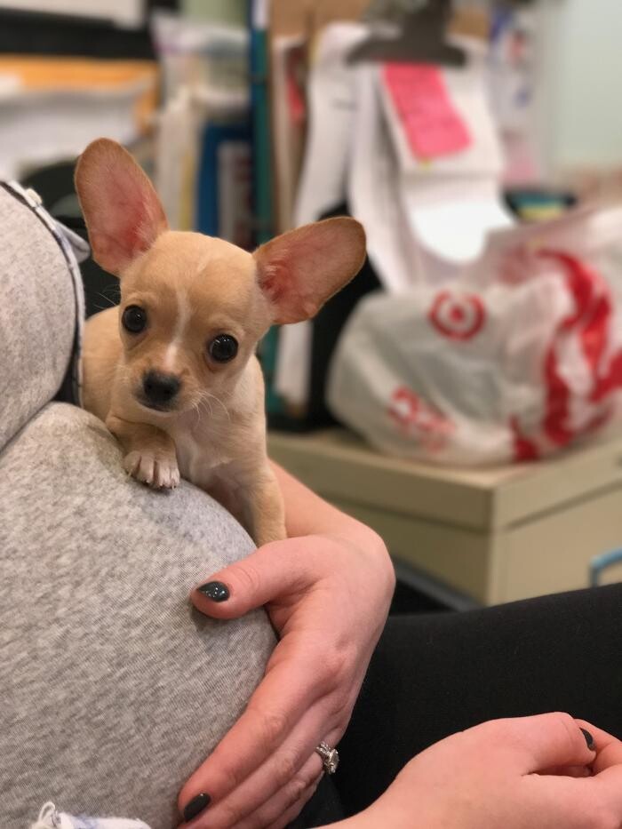 Images Palms West Veterinary Hospital - General Practice Urgent Care