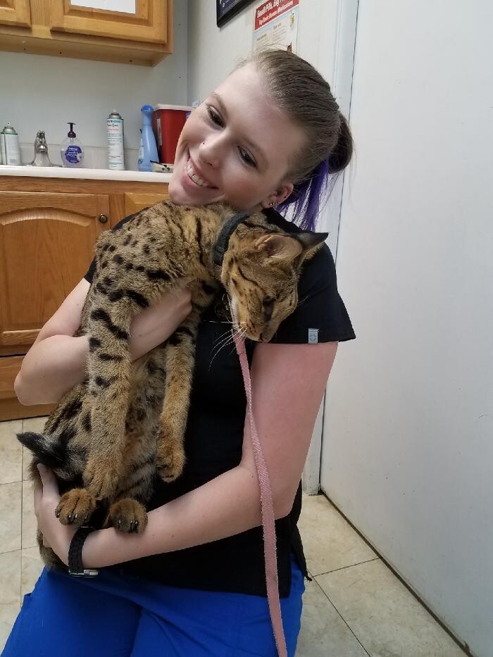 Images Palms West Veterinary Hospital - General Practice Urgent Care