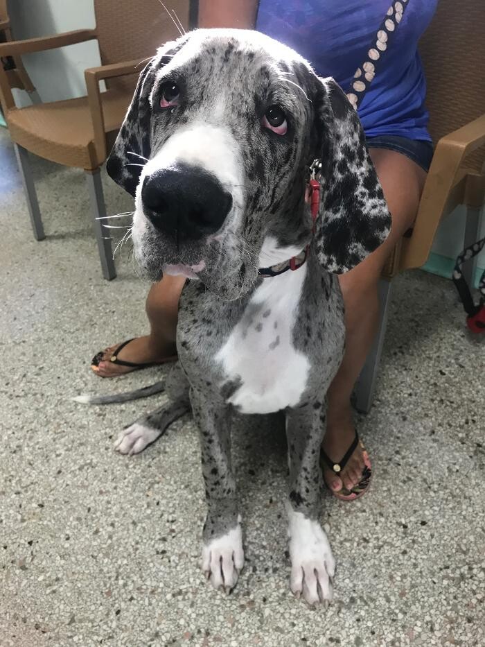 Images Palms West Veterinary Hospital - General Practice Urgent Care