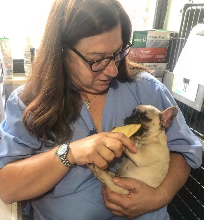 Images Palms West Veterinary Hospital - General Practice Urgent Care