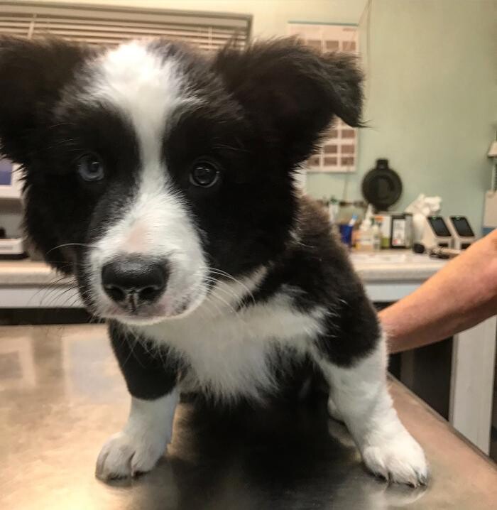 Images Palms West Veterinary Hospital - General Practice Urgent Care