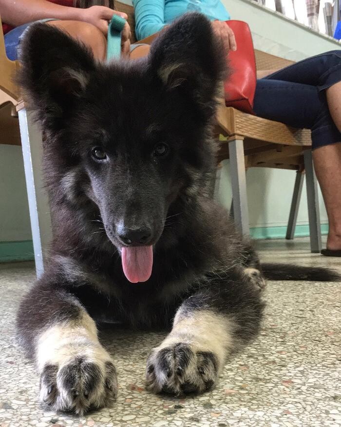 Images Palms West Veterinary Hospital - General Practice Urgent Care