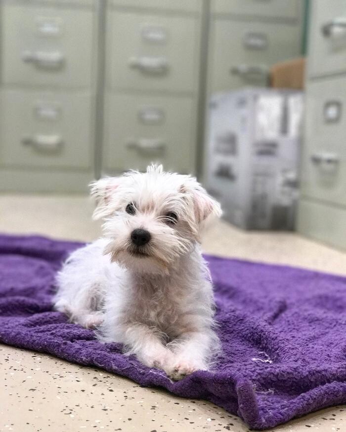 Images Palms West Veterinary Hospital - General Practice Urgent Care