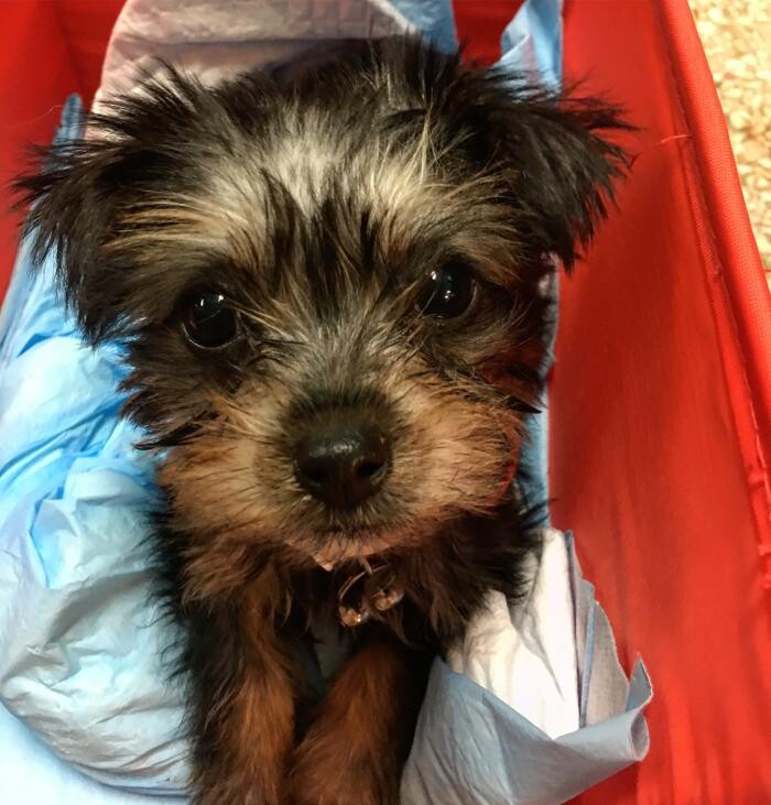 Images Palms West Veterinary Hospital - General Practice Urgent Care