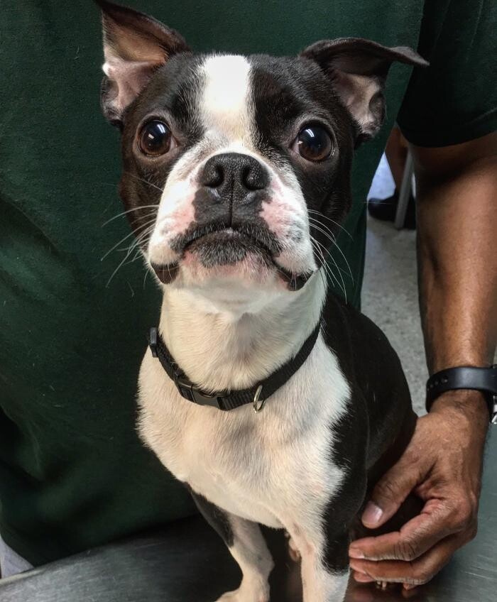 Images Palms West Veterinary Hospital - General Practice Urgent Care