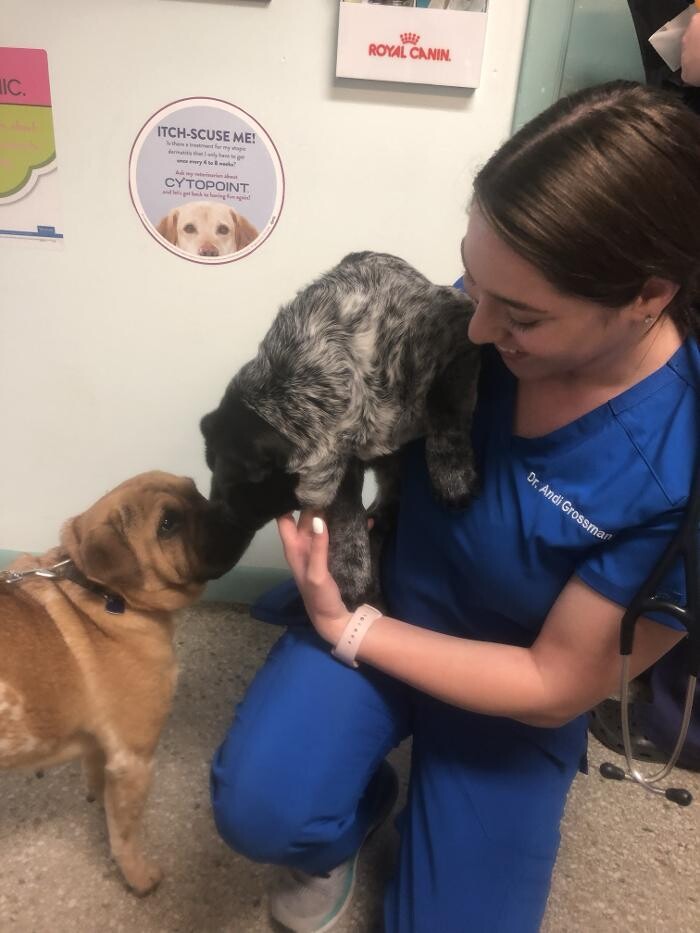 Images Palms West Veterinary Hospital - General Practice Urgent Care