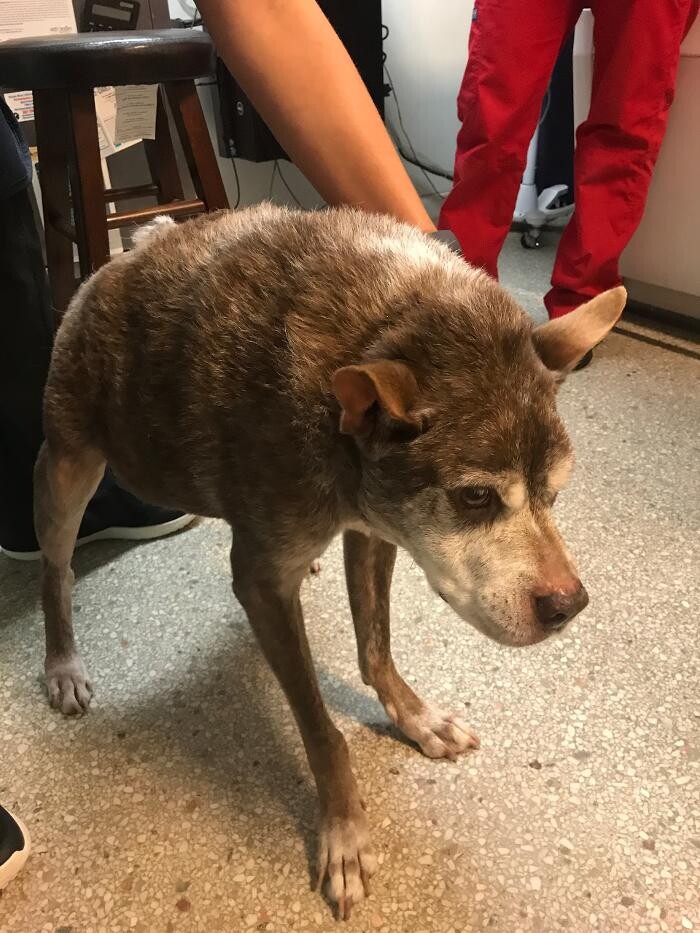 Images Palms West Veterinary Hospital - General Practice Urgent Care