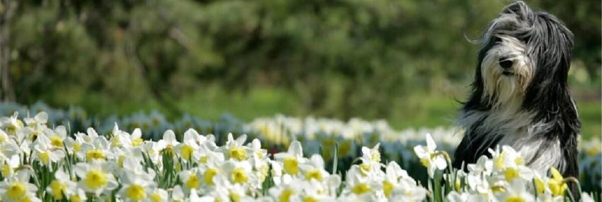 Images Grand Avenue Veterinary Hospital