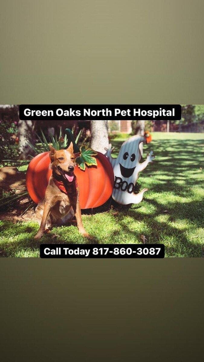 Images Green Oaks North Pet Hospital