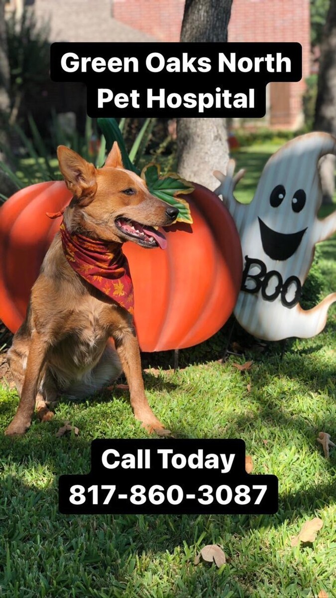 Images Green Oaks North Pet Hospital