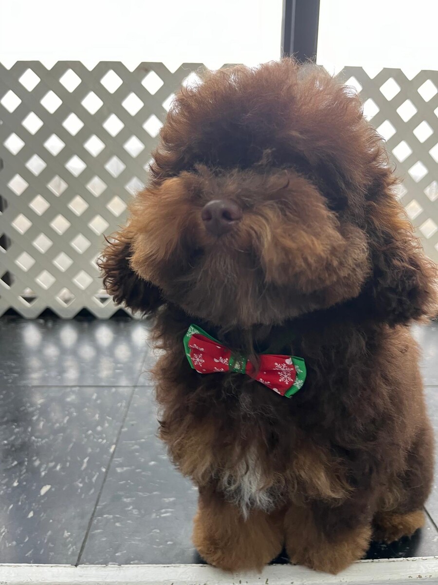 Images Five Star Dog Salon