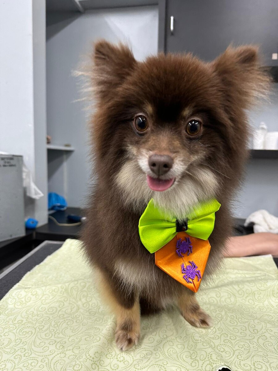 Images Five Star Dog Salon