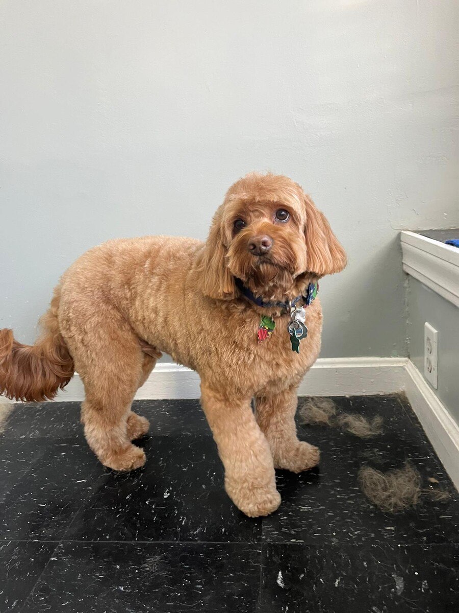 Images Five Star Dog Salon