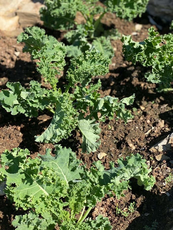 Images Home Grown Farm and Ranch