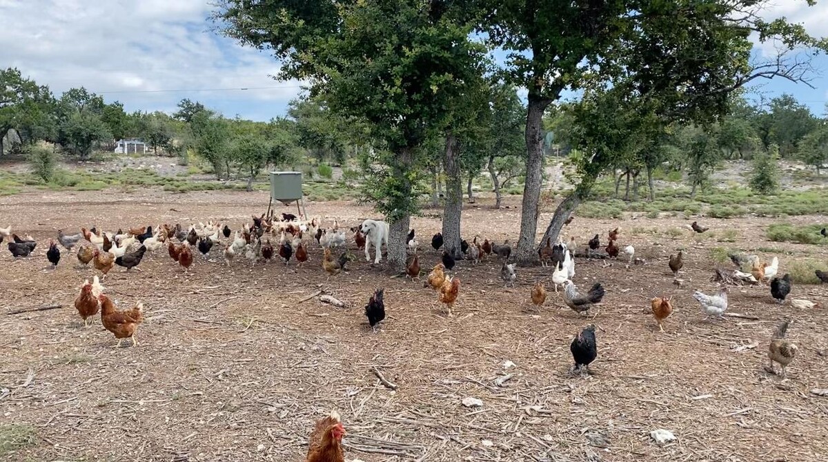 Images Home Grown Farm and Ranch