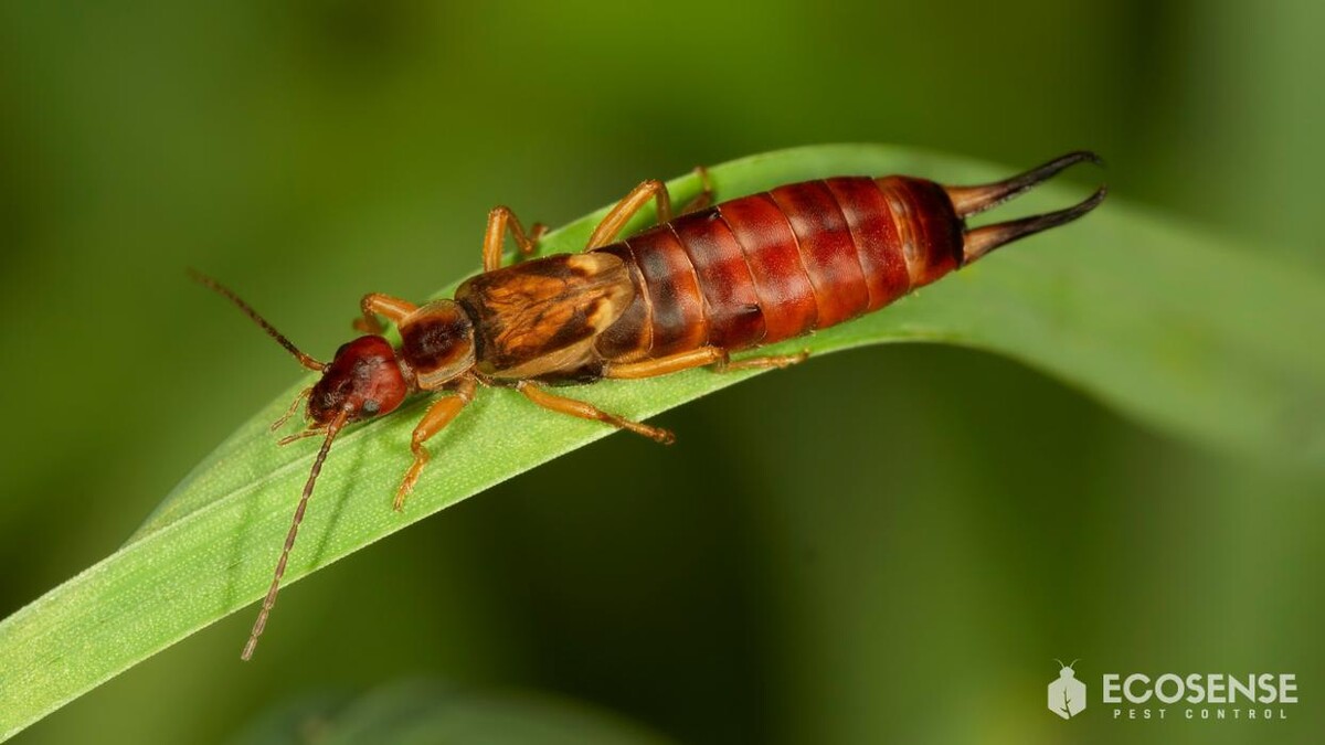Images Natura Pest Control (formerly EcoSense Pest Control)