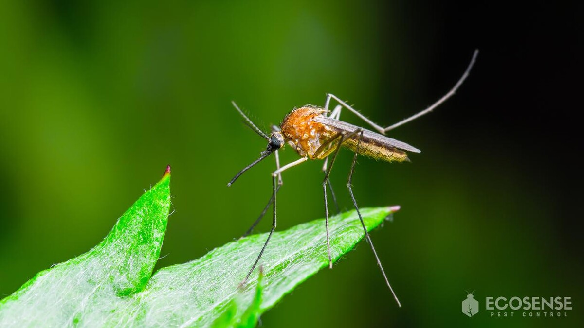 Images Natura Pest Control (formerly EcoSense Pest Control)