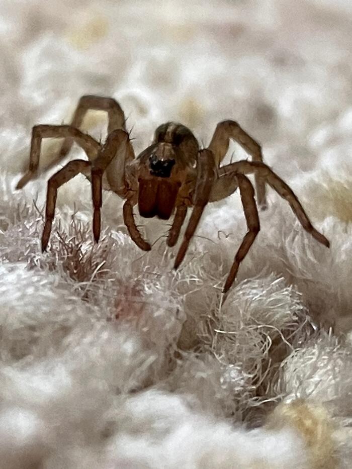 Images Natura Pest Control (formerly EcoSense Pest Control)