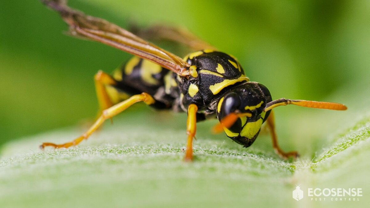 Images Natura Pest Control (formerly EcoSense Pest Control)