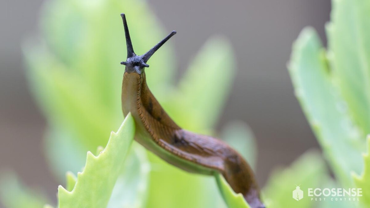 Images Natura Pest Control (formerly EcoSense Pest Control)