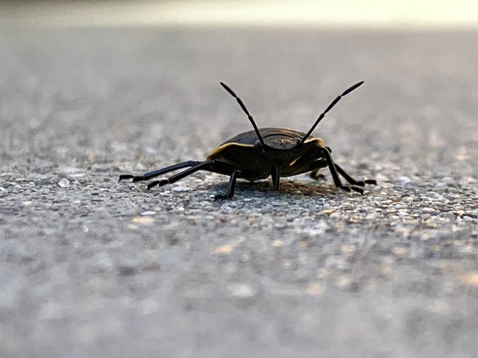 Images Natura Pest Control (formerly EcoSense Pest Control)