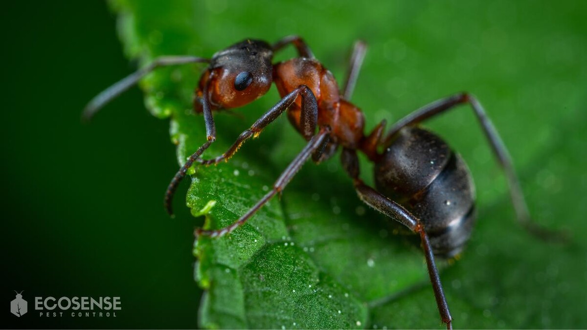 Images Natura Pest Control (formerly EcoSense Pest Control)