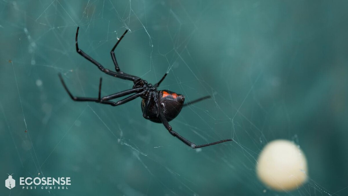 Images Natura Pest Control (formerly EcoSense Pest Control)