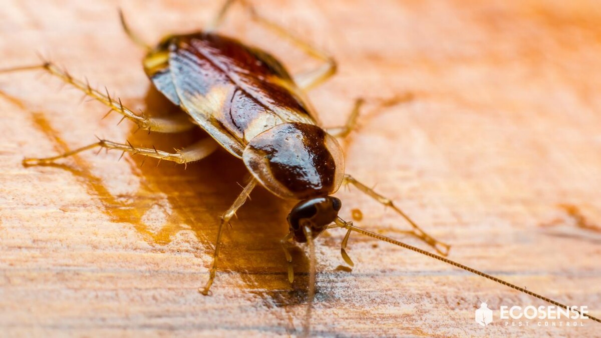 Images Natura Pest Control (formerly EcoSense Pest Control)