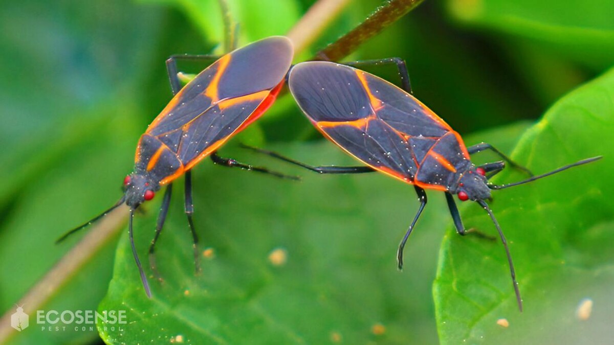 Images Natura Pest Control (formerly EcoSense Pest Control)