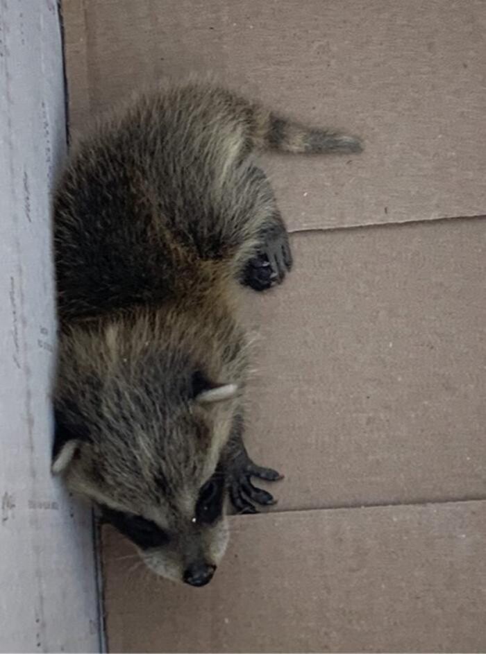 Images Trutech Wildlife Service