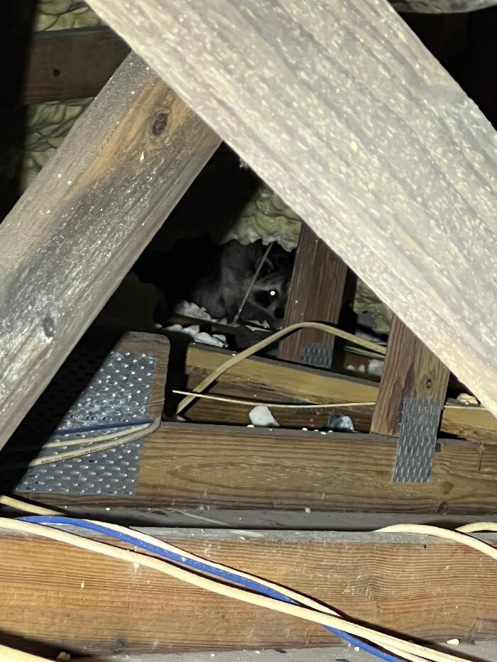 Images Trutech Wildlife Service