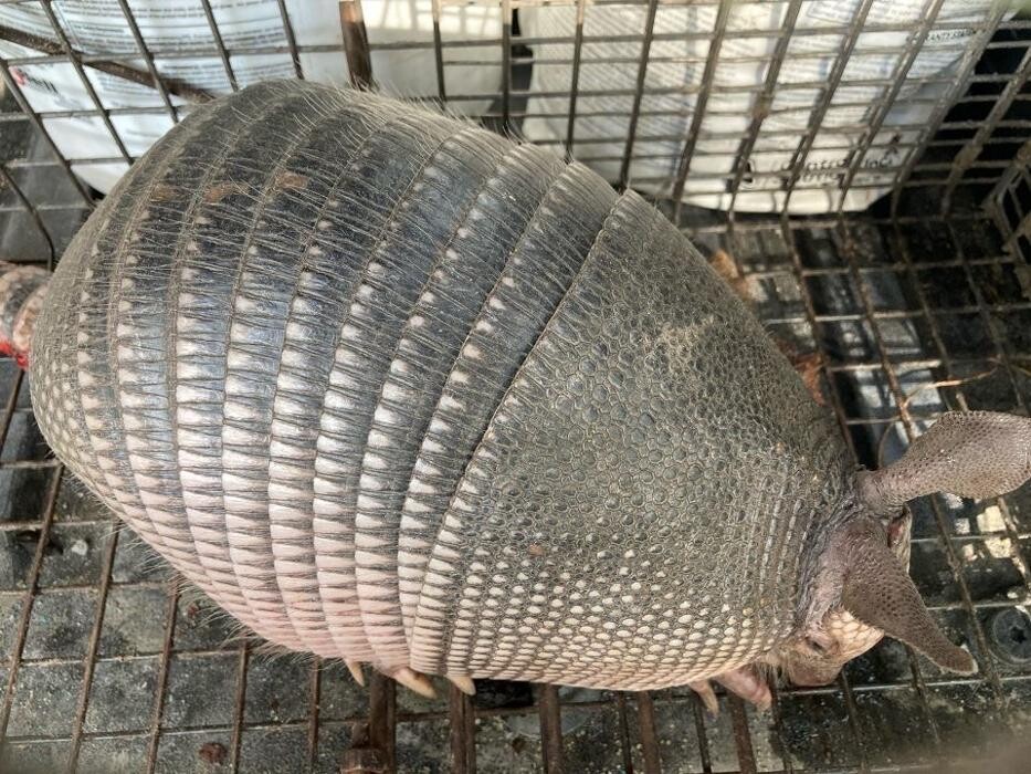 Images Trutech Wildlife Service