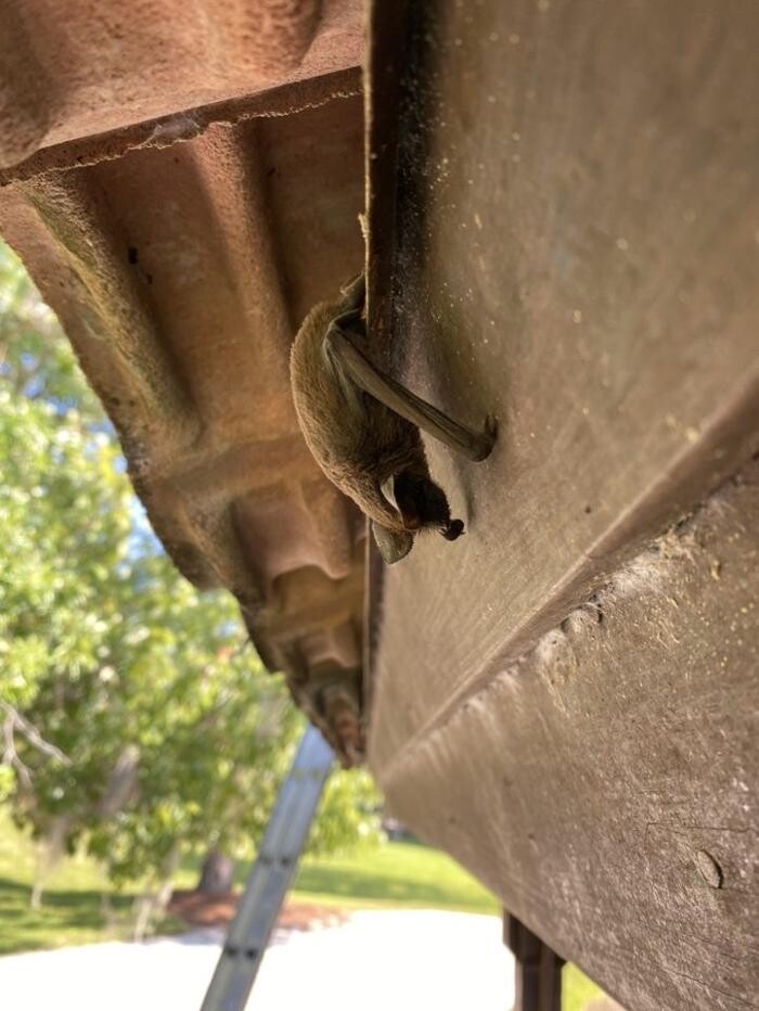 Images Trutech Wildlife Service