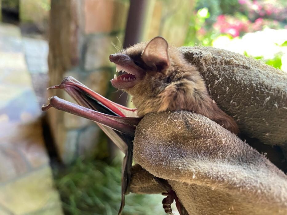 Images Trutech Wildlife Service