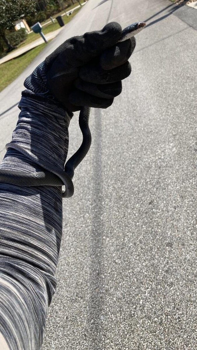 Images Trutech Wildlife Service