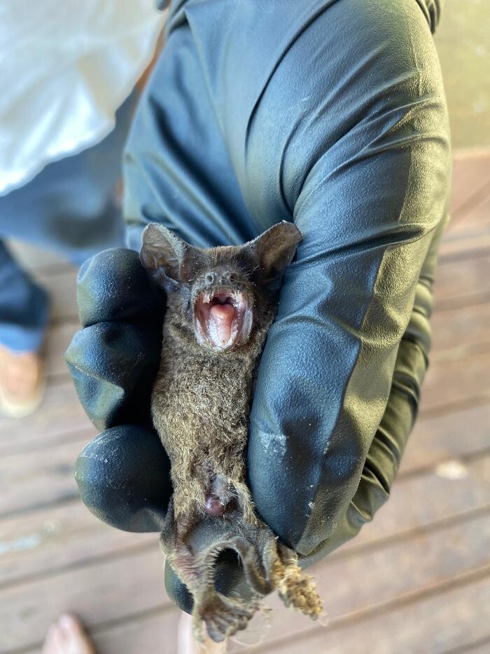 Images Trutech Wildlife Service