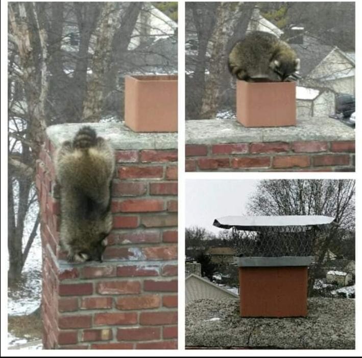 Images Critter Control of Athens