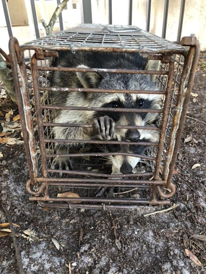 Images Trutech Wildlife Service
