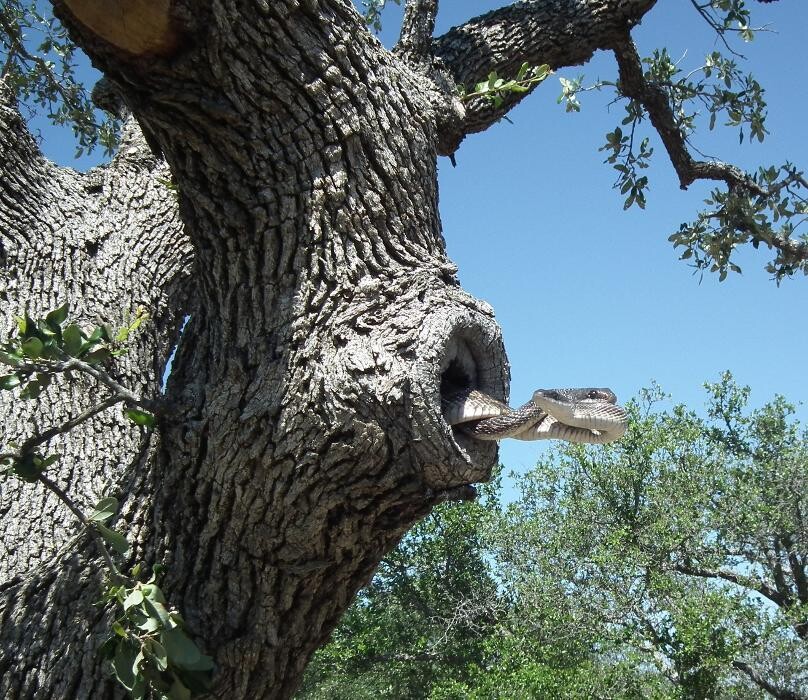 Images Trutech Wildlife Service