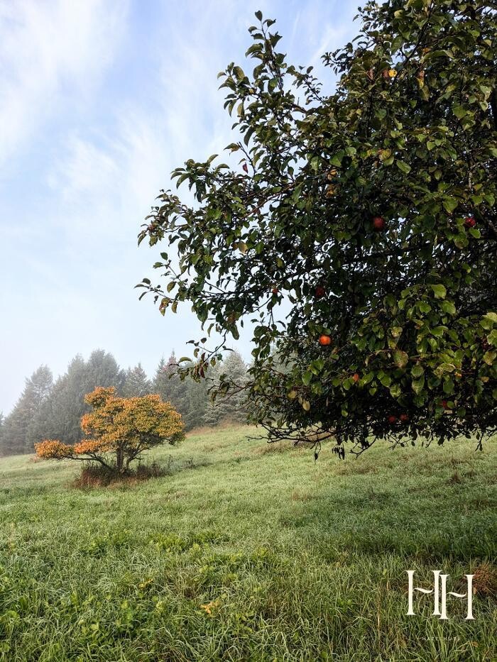 Images HazelHuts LLC