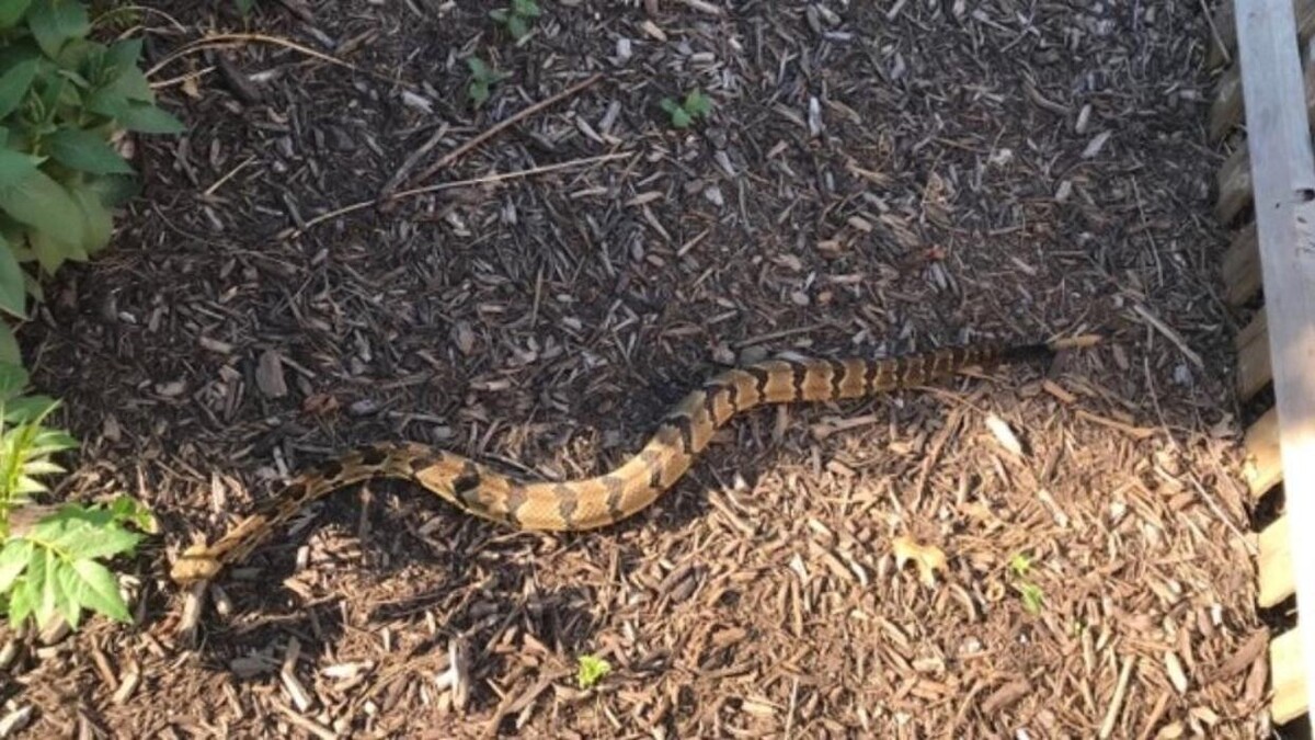 Images Trutech Wildlife Service