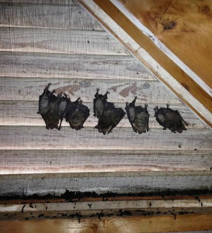 Images Trutech Wildlife Service