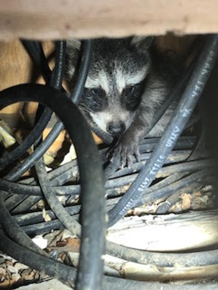 Images Trutech Wildlife Service
