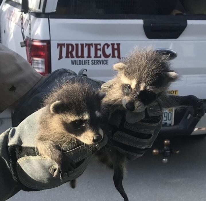 Images Trutech Wildlife Service