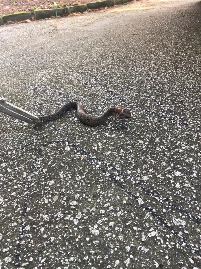 Images Trutech Wildlife Service