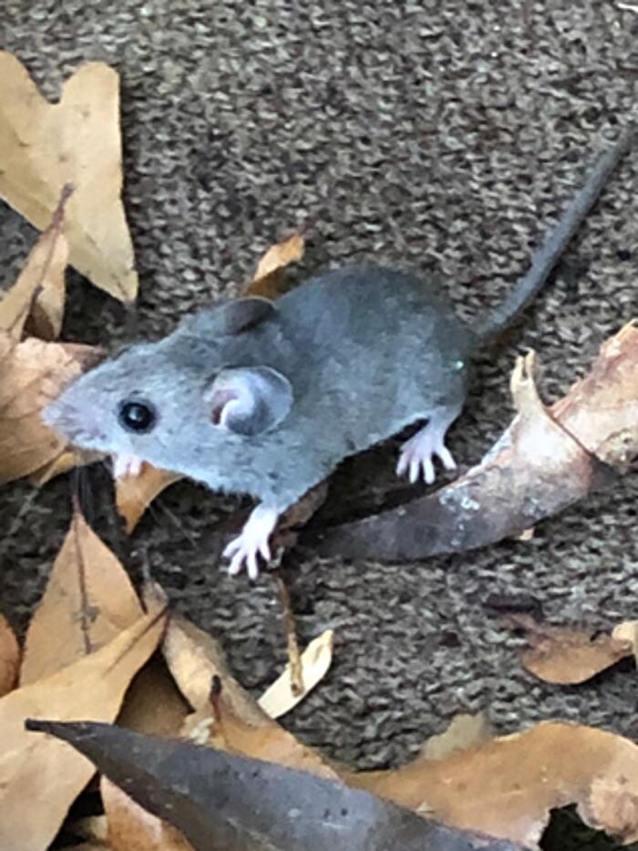 Images Trutech Wildlife Service